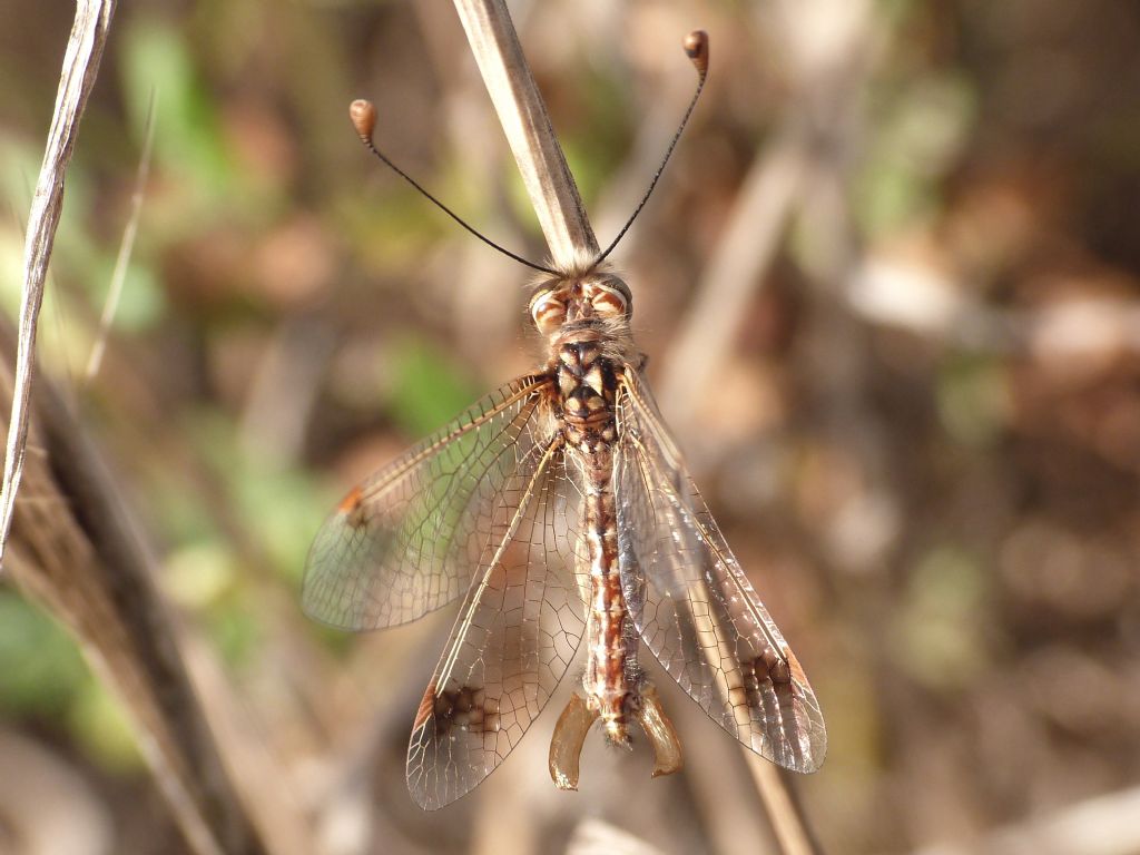 Ascalaphidae:  Deleproctophylla australis